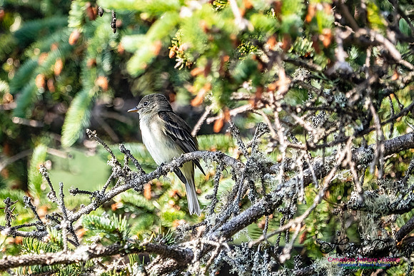 Eastern Wood-Pewee 103