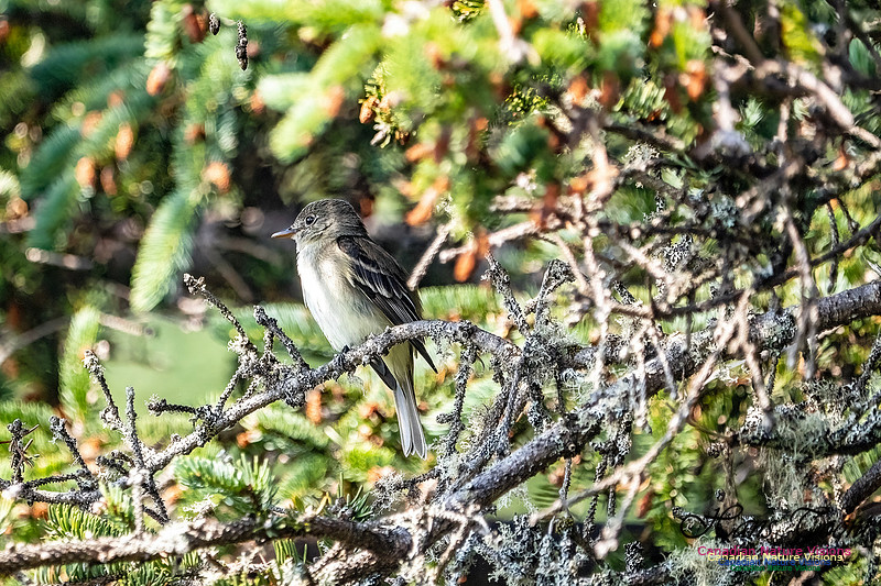 Eastern Wood-Pewee 103