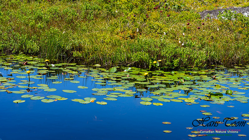 Yellow Water Lily 100