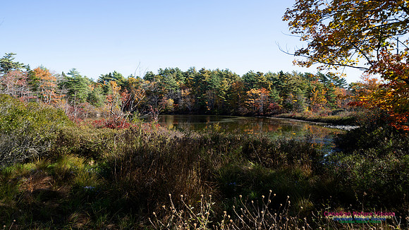 Frog Pond Stroll 100