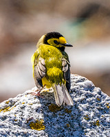 Hooded  Warbler Encore