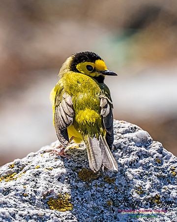 Hooded Warbler 700