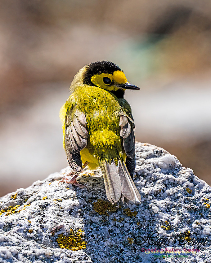 Hooded Warbler 700
