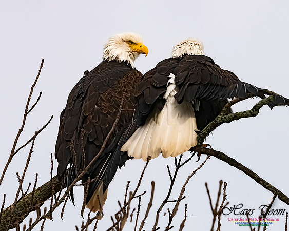 Bald Eagle 707