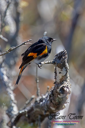 American Redstart 62