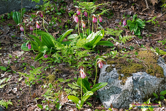 Pink Lady's Slipper
