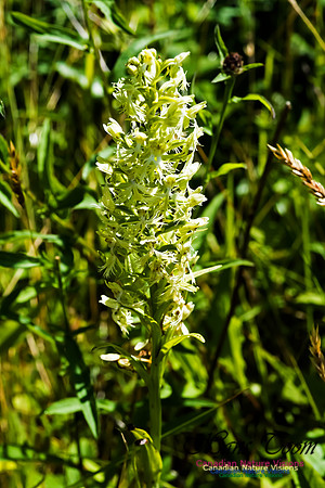 Ragged Fringed Orchid