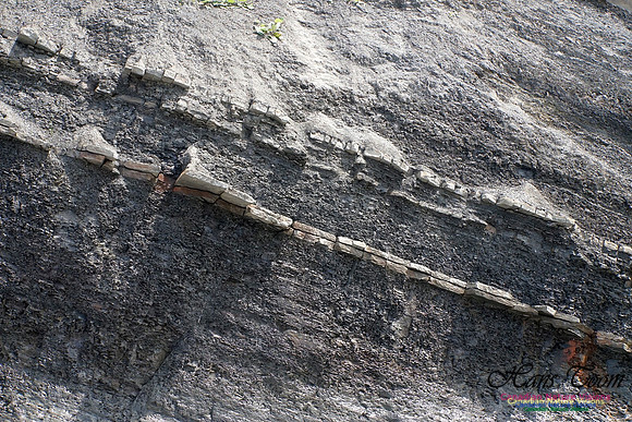 Joggins Fossil Cliffs 104