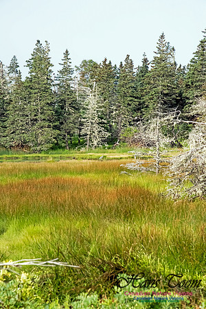The Bog North of the Pond, Troop Island