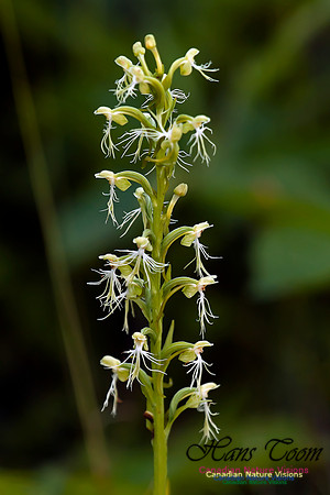Ragged Fringed Orchid