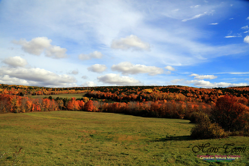 Maple Forest Fall Colours 2016