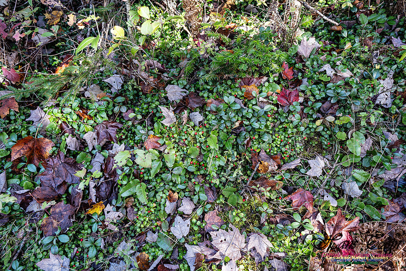 Woodland Stroll 114