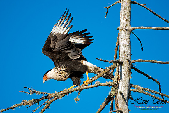 Crested Caracara