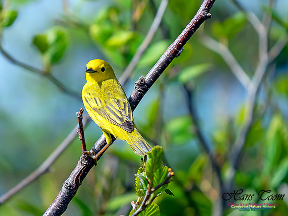 Yellow Warbler 2