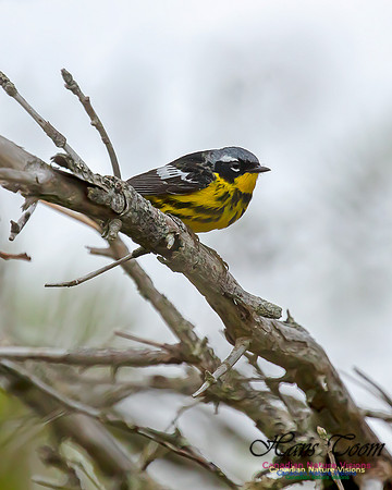 Magnolia Warbler 33