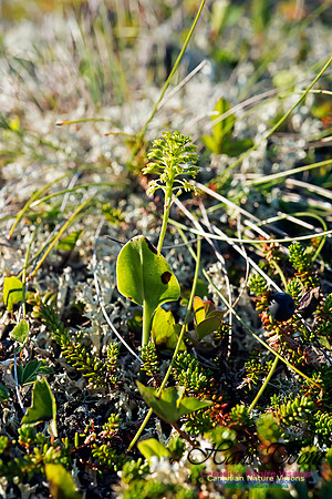 Green Adder's Mouth Orchid