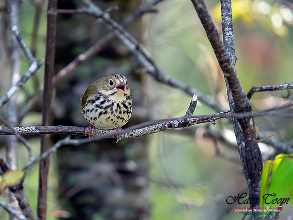 Ovenbird 4