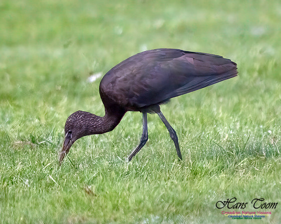 Glossy Ibis 100