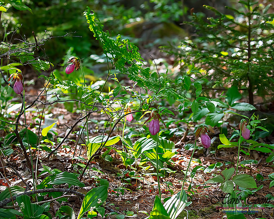 Pink Lady's Slipper Orchid 210