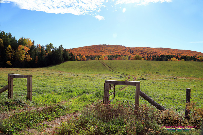 Maple Forest Fall Colours 2016