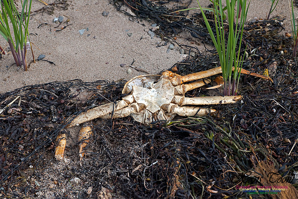 Snow Crab