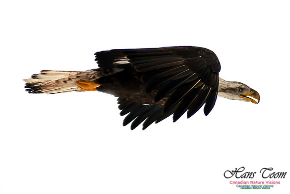Bald Eagle