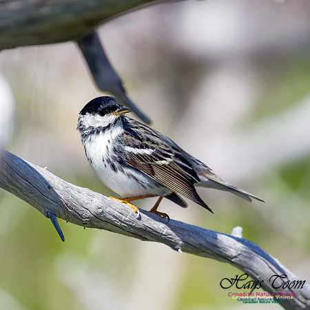Blackpoll Warbler 14