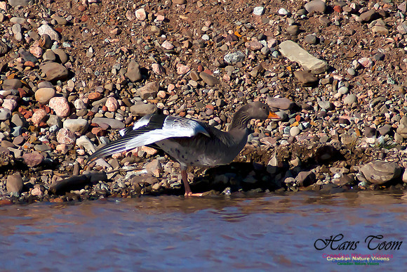 Graylag Goose
