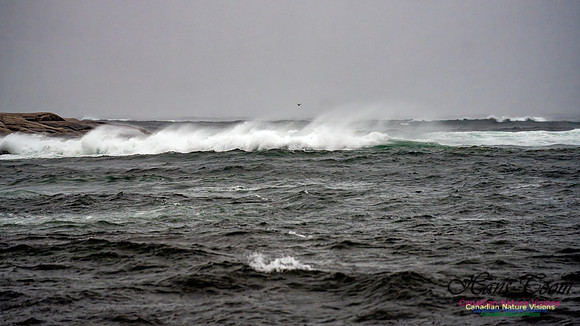 Nova Scotia Gale 2024-09-07 180