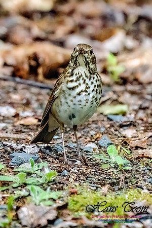 Hermit Thrush 751