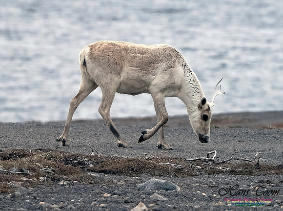 Caribou 200