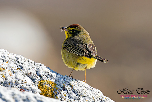 Palm Warbler 10