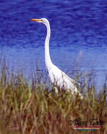 Great Egret 852 copy