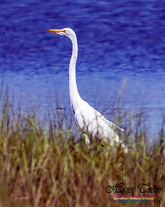 Great Egret 852 copy