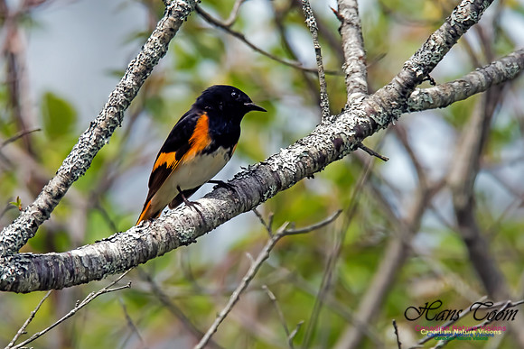 American Redstart