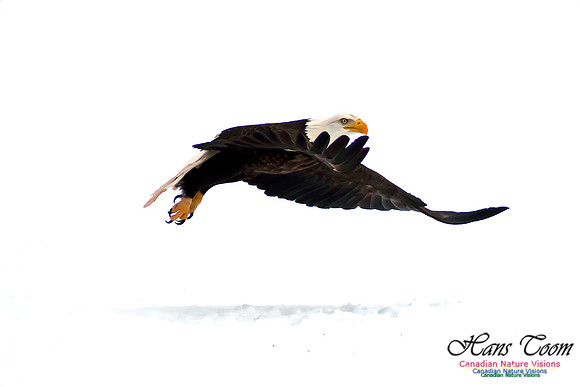 Bald Eagle