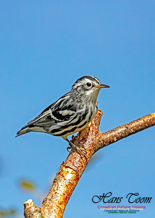 Black-and-White Warbler 204