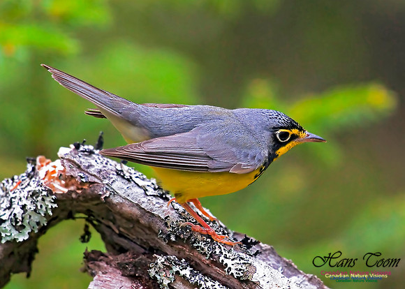 Canada Warbler 12