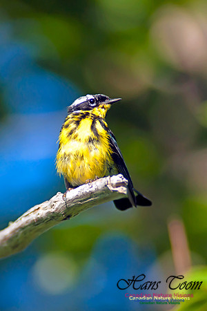 Magnolia Warbler