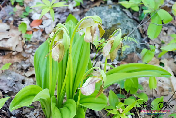 Pink Lady's Slipper