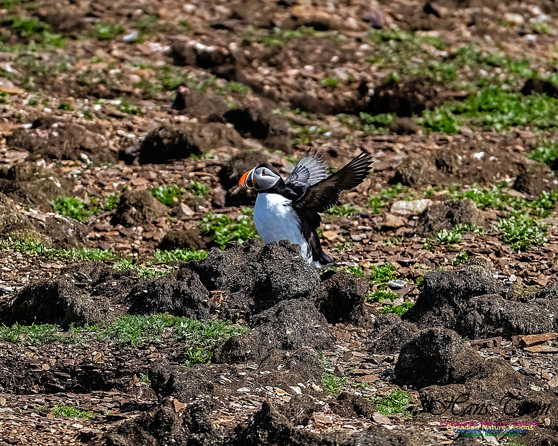Elliston and Atlantic Puffins 122