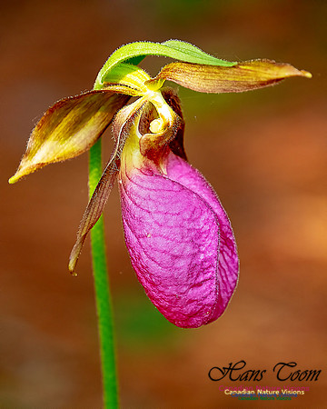 Pink Lady's Slipper Orchid 207