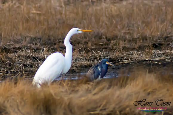 Tricoloured Heron and Great Egret 5