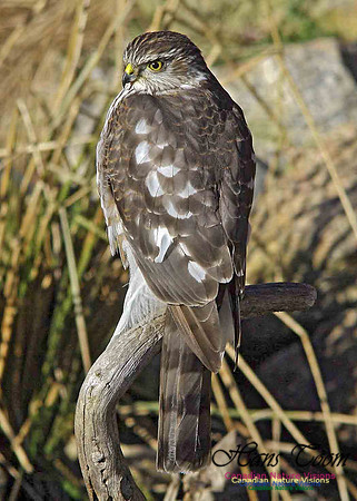 Sharp-shinned Hawk 7