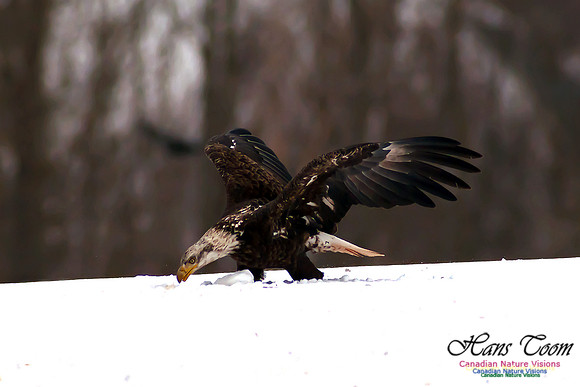 Bald Eagle