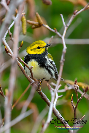 Black-throated Green Warbler 2