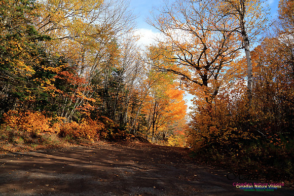 Maple Forest Fall Colours 2016