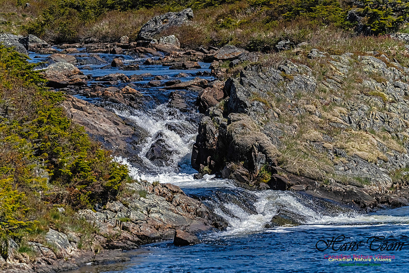 Cape Race 143