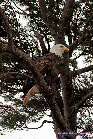 Bald Eagle