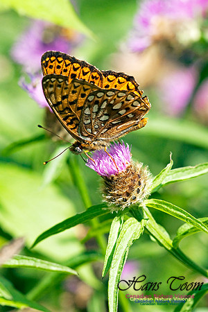 Silver-bordered Fritillary